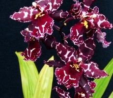 orchid 1559406