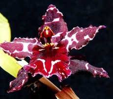 orchid 1559416