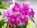 orchid 1594602