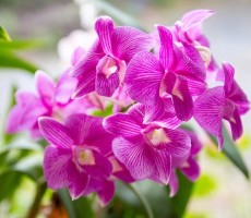 orchid 1594602