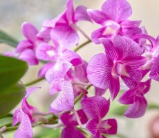 orchid 1594604