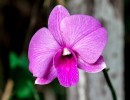 orchid 1594607