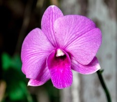 orchid 1594607