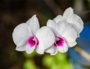 orchid 1594608