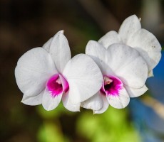 orchid 1594608