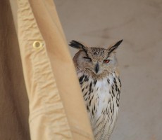 owl 1595375