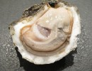 oyster 1576297