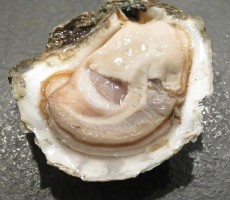 oyster 1576297