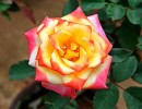 rose 1559505