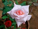 rose 1559509