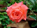 rose 1559510