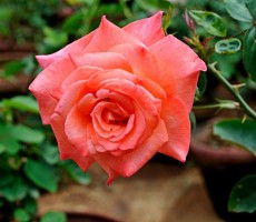 rose 1559510