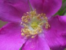 rose macro 1596246