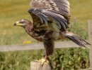 steppe eagle 1576944