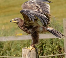 steppe eagle 1576944