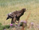 steppe eagle 1576969