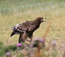 steppe eagle 1576969