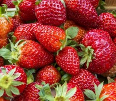 strawberries 1558660