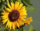 sunflower 1559476