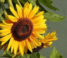 sunflower 1559476