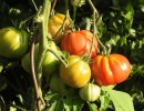 tomatoes 1559477