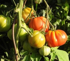 tomatoes 1559477