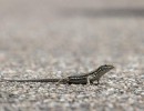 wall lizard 1559040