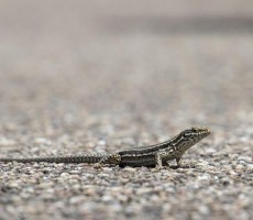 wall lizard 1559040