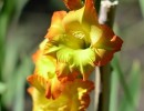 yellow gladiolus 1550683