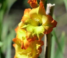 yellow gladiolus 1550683